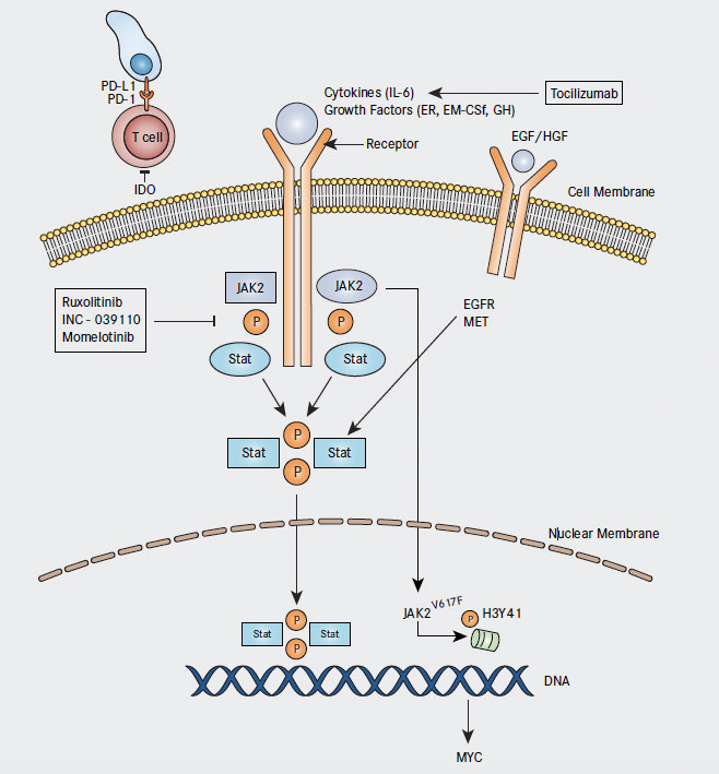 JAK Inhibitors Used as Anti-inflammatory Therapeutics for Pancreatic ...