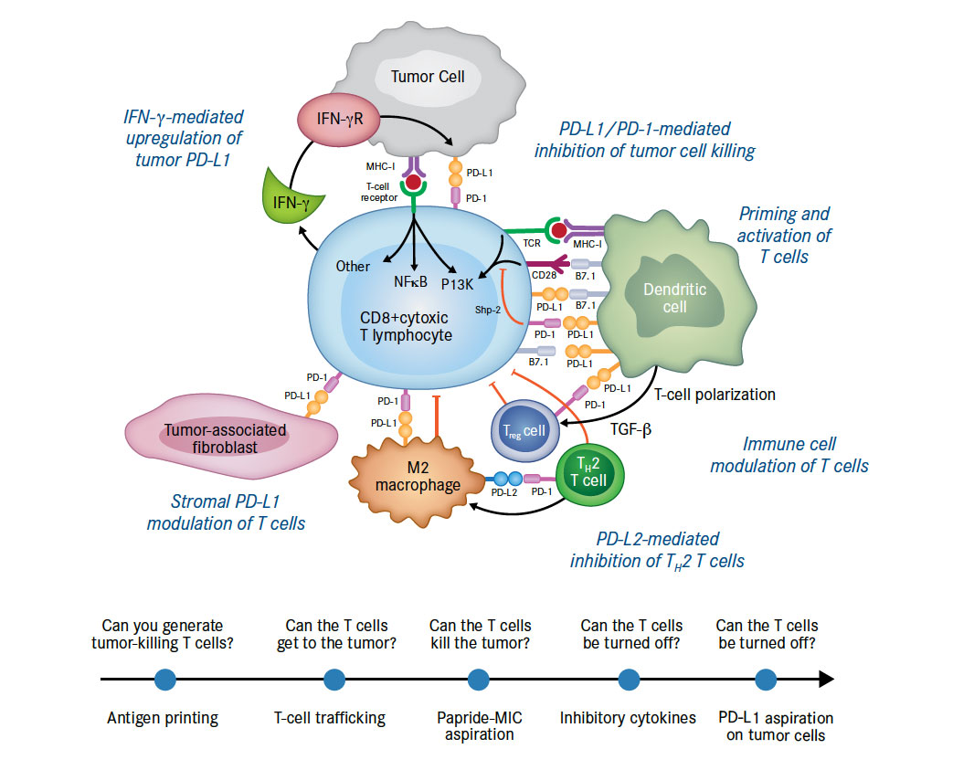 Role of AntiPD1/PDL1 Immunotherapy in Cancer Page 11