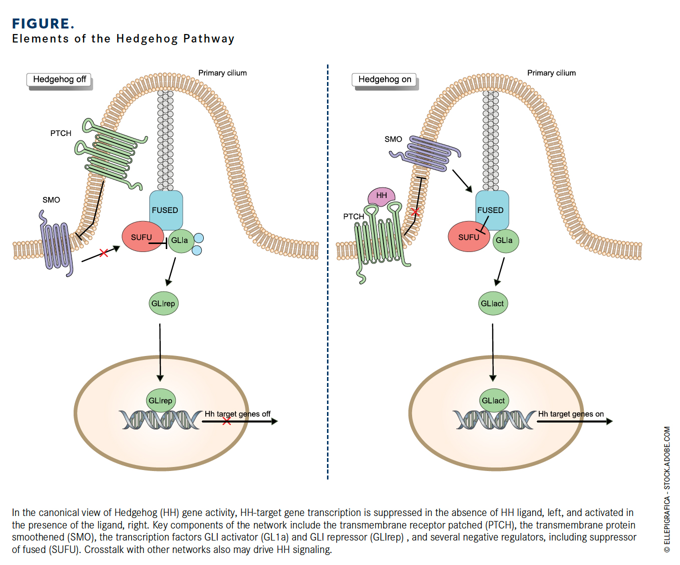 Sonic Hedgehog Signaling Pathway